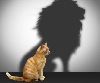 Pussy cat with shadow of a lion: Relationship Recovery and the codependent